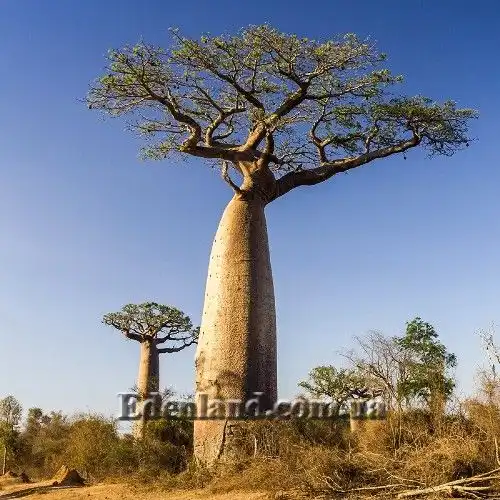 Адансония пальчатая, Баобаб - Adansonia digitata