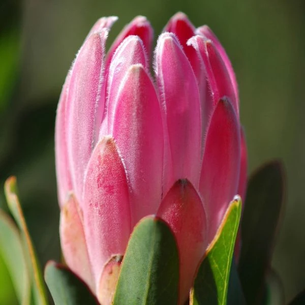 Зображення Протея компактна - Protea compacta 