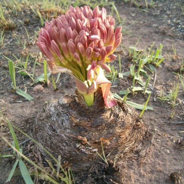 Изображение Боофона двухрядная  - Boophone disticha