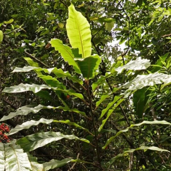 Зображення Альпінія прекрасна 'Нова Гвінея' - Alpinia pulchra 'New Guinea'  