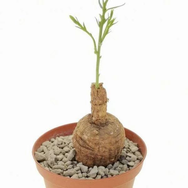 Зображення Талінум кафрський - Talinum caffrum  