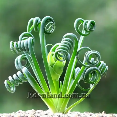 Альбука Спіральна - Albuca spiralis