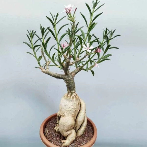 Зображення Пахіподіум сукулентний  - Pachypodium succulentum 