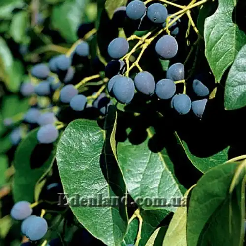 Изображение Хионантус притупленный  - Chionanthus retusus 