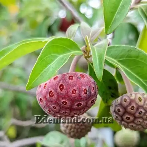 Изображение Кизил головчатый - Cornus capitata 