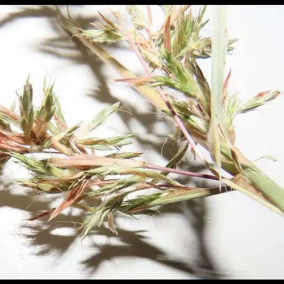 Изображение Цимбопогон Нард   - Cymbopogon Nardus 