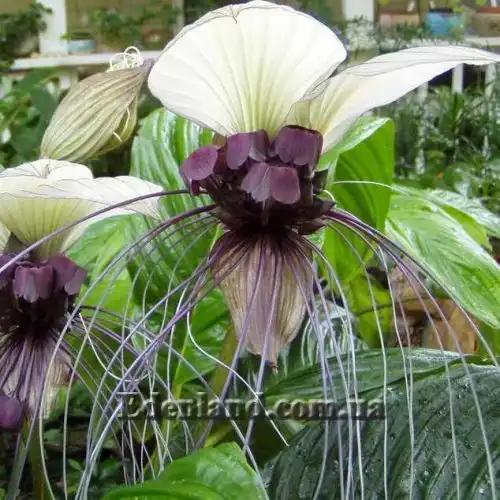 Изображение Такка цельнолистная - Tacca integrifolia 