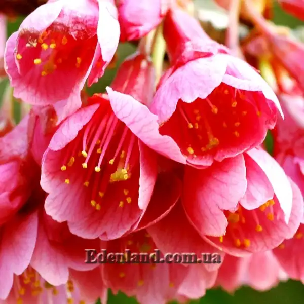 Изображение цветы