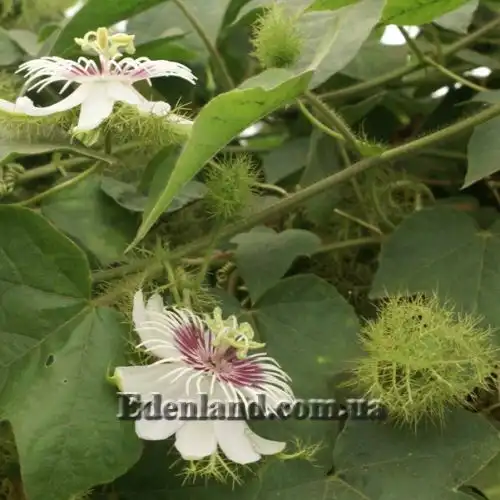 Зображення Пасифлора смердюча (гібіскусолиста) - Passiflora foetida v.hibiscifolia