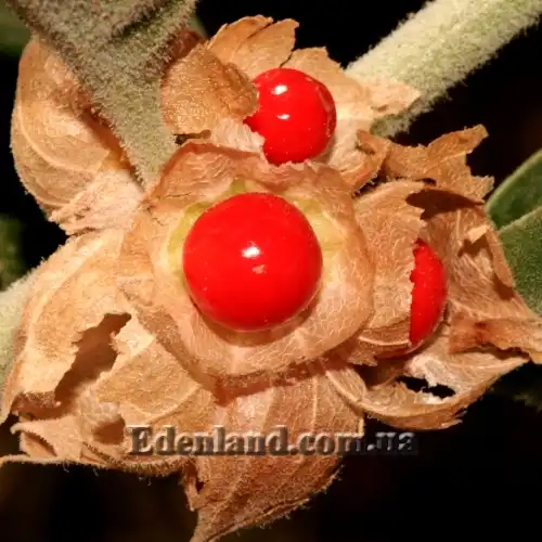 Зображення стиглі плоди