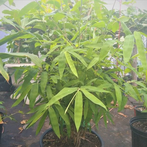 Изображение Дендрокаламус прямой - Dendrocalamus strictus 