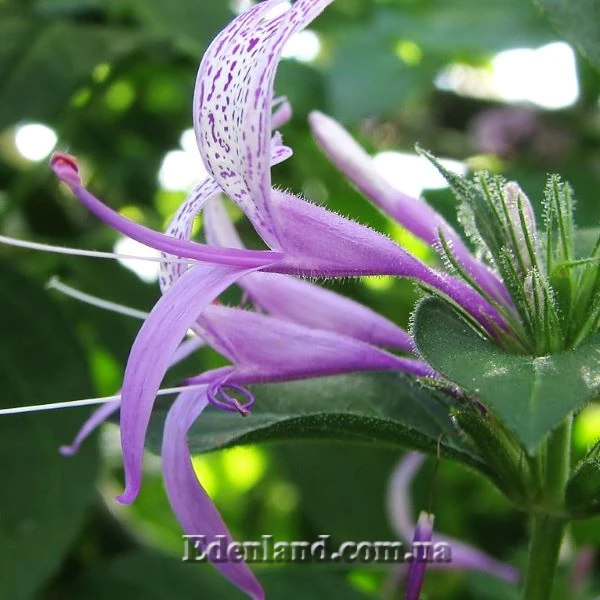 Изображение цветок