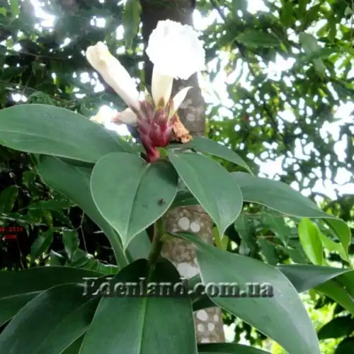 Изображение Гелления прекрасная - Hellenia speciosa