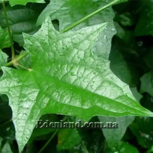 Изображение Тунбергия крупноцветковая - Thunbergia grandiflora