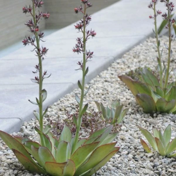 Зображення Ечеверія жорсткувата - Echeveria subrigida 