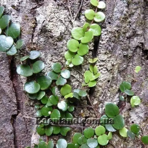 Зображення на стволе дерева