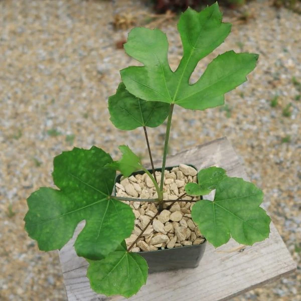 Зображення листя сіянців