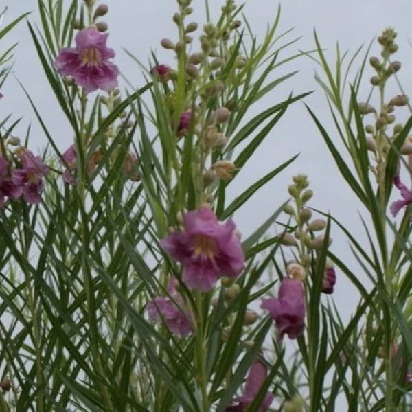 Зображення Хілопсис лінійний - Chilopsis linearis 