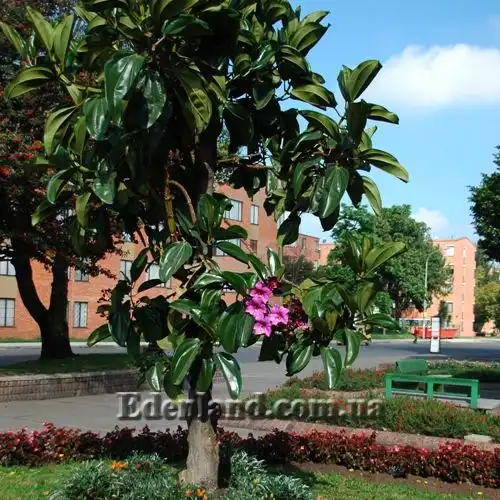 Изображение Мериания благородная - Meriania Nobilis