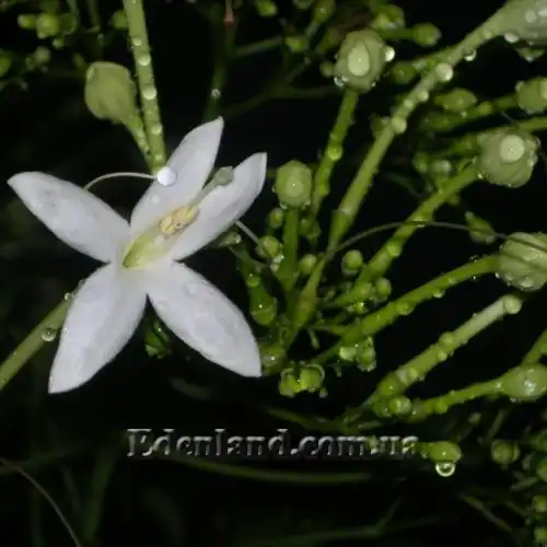 Изображение Миллингтония садовая - Millingtonia hortensis 