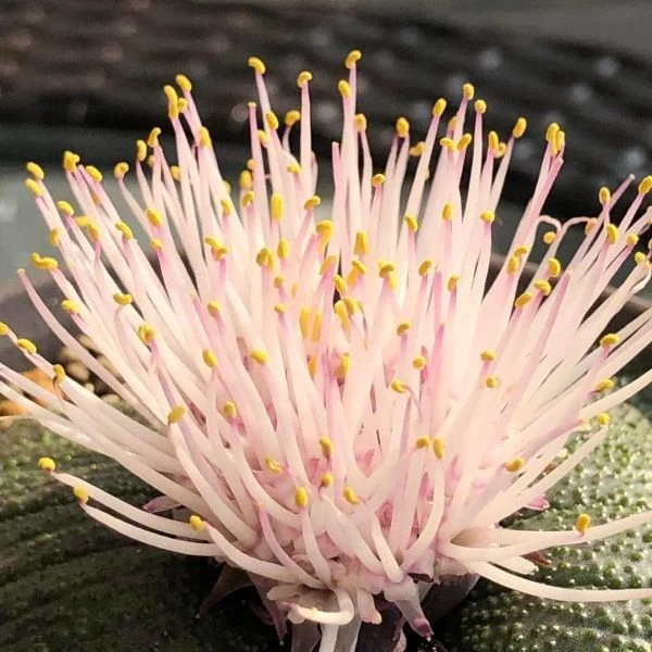 Изображение Массония пузырчатая  - Massonia pustulata 