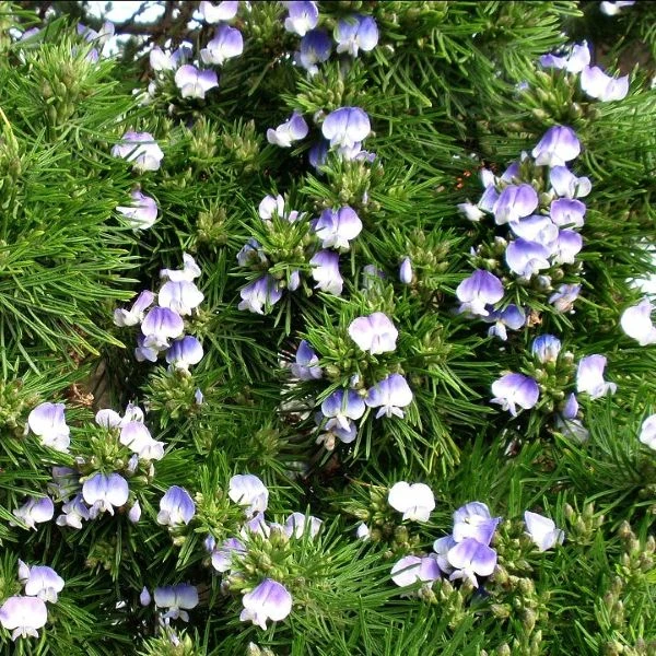 Зображення Псоралея деревовидна - Psoralea arborea