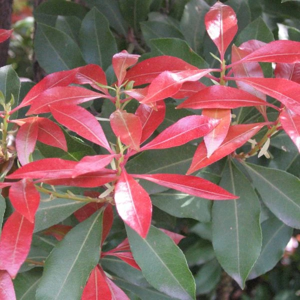 Изображение Пиерис японский   - Pieris japonica