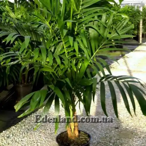 Изображение Адонидия Меррилла - Adonidia merrillii