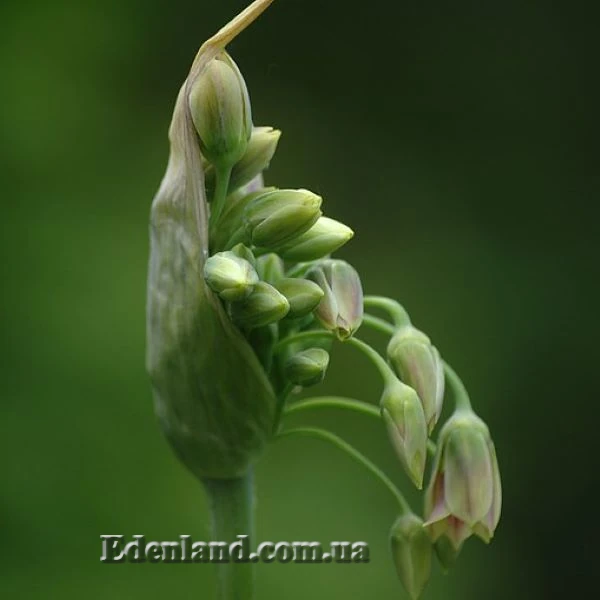 Зображення початок цвітіння