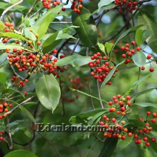 Изображение Фагрея душистая - Fagraea fragrans