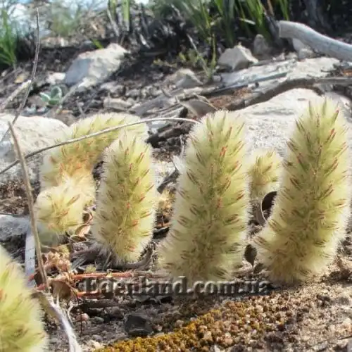Изображение Птилотус лапатчатый - Ptilotus spathulata