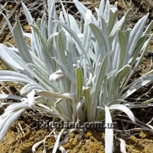 Изображение Сенецио снежно-золотистый - Senecio niveoaureus