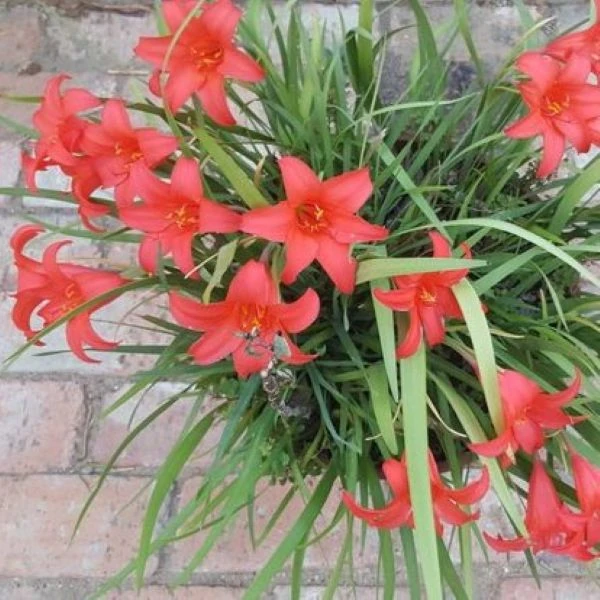 Изображение Циртантус кроваво-красный  - Cyrtanthus sanguineus