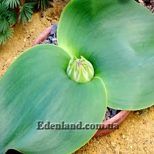 Изображение бутон