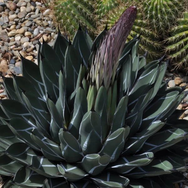 Изображение появление цветоноса