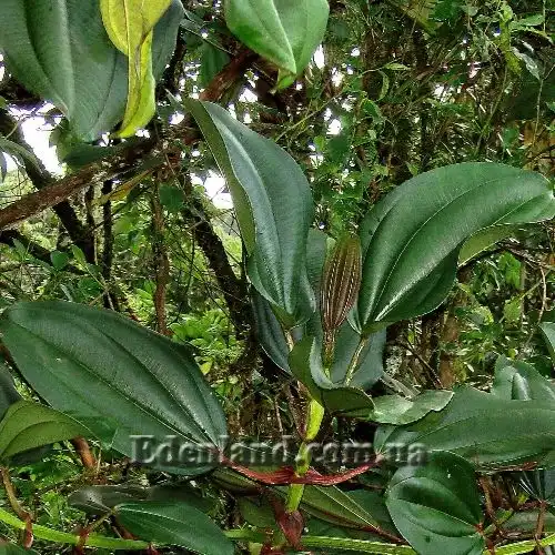 Изображение Мериания благородная - Meriania Nobilis