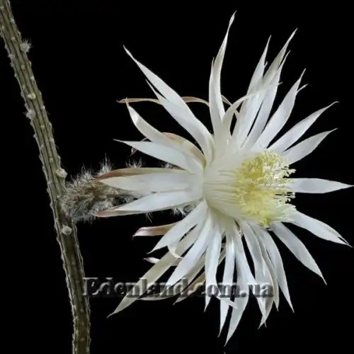 Изображение Пениоцереус полосатый - Peniocereus striatus