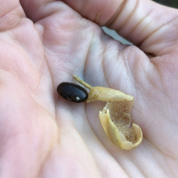 Изображение Стифнолобиум японский  - Styphnolobium japonicum