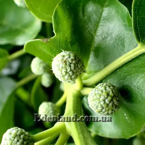 Изображение Кудрания триостренная - Cudrania tricuspidata 