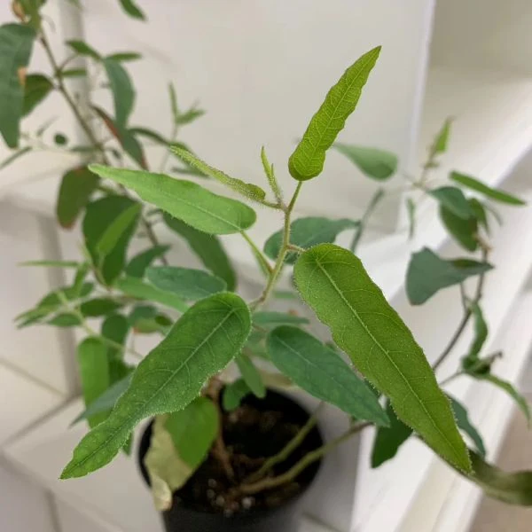 Изображение Эвкалипт лимонный - Eucalyptus citriodora