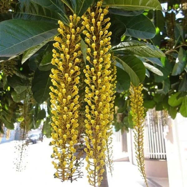 Зображення Спахея молочна - Spachea lactescens  