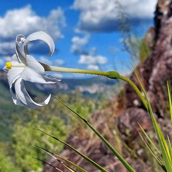 Зображення Велозія трубчаста - Vellozia tubiflora