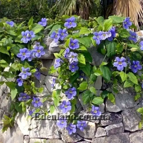 Изображение Тунбергия крупноцветковая - Thunbergia grandiflora