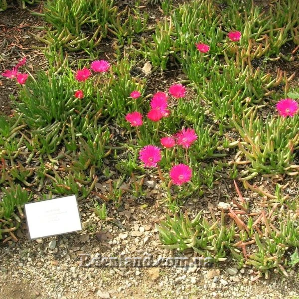 Изображение Цефалофиллум Альстона  - Cephalophyllum alstonii