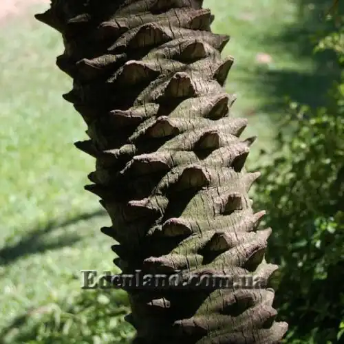 Зображення Фінік Робелена - Phoenix roebelenii