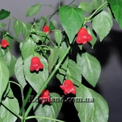 Изображение Перец Корона епископа - Capsicum Bishops Crown