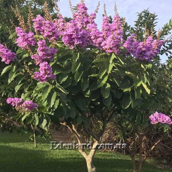 Изображение Лагерстремия красивая - Lagerstroemia speciosa