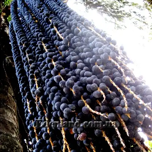 Изображение ягоды