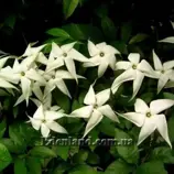 Изображение Розенбергиодендрон прекрасный - Rosenbergiodendron formosum