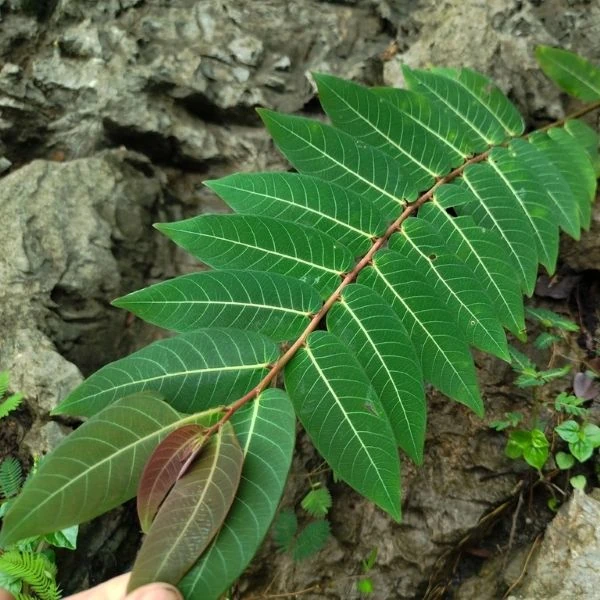 Зображення Філантус чудовий - Phyllanthus mirabilis 